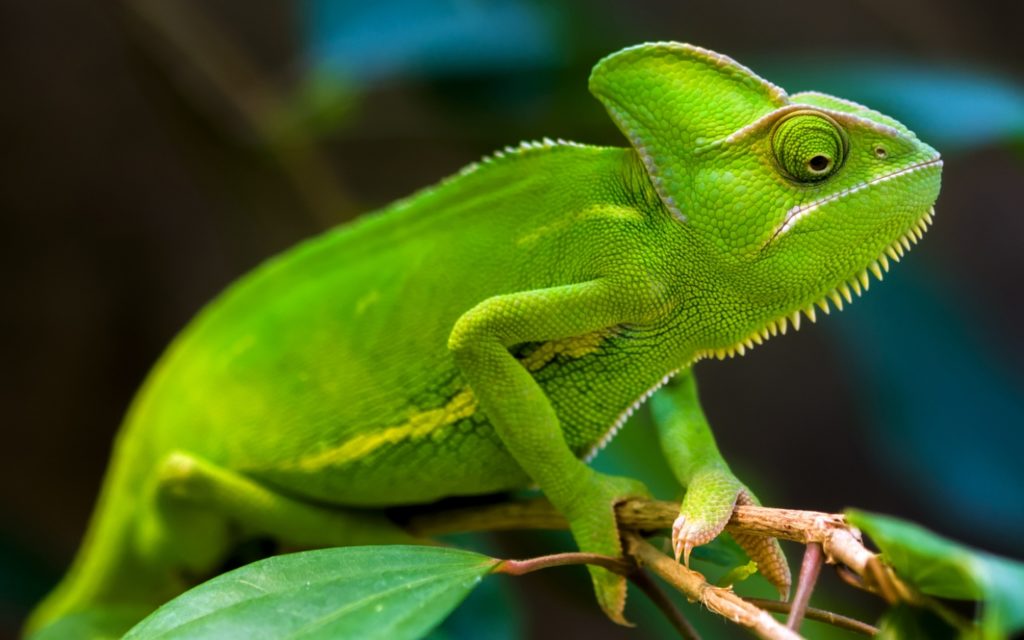 Caméléon - JUNIOR Schweiz