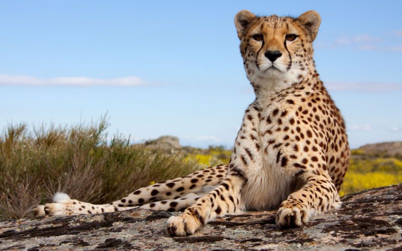 Gepard - JUNIOR Schweiz
