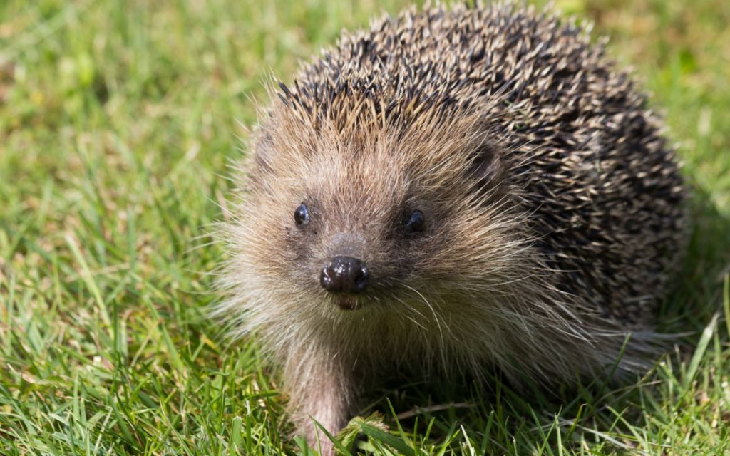 Igel - JUNIOR Schweiz