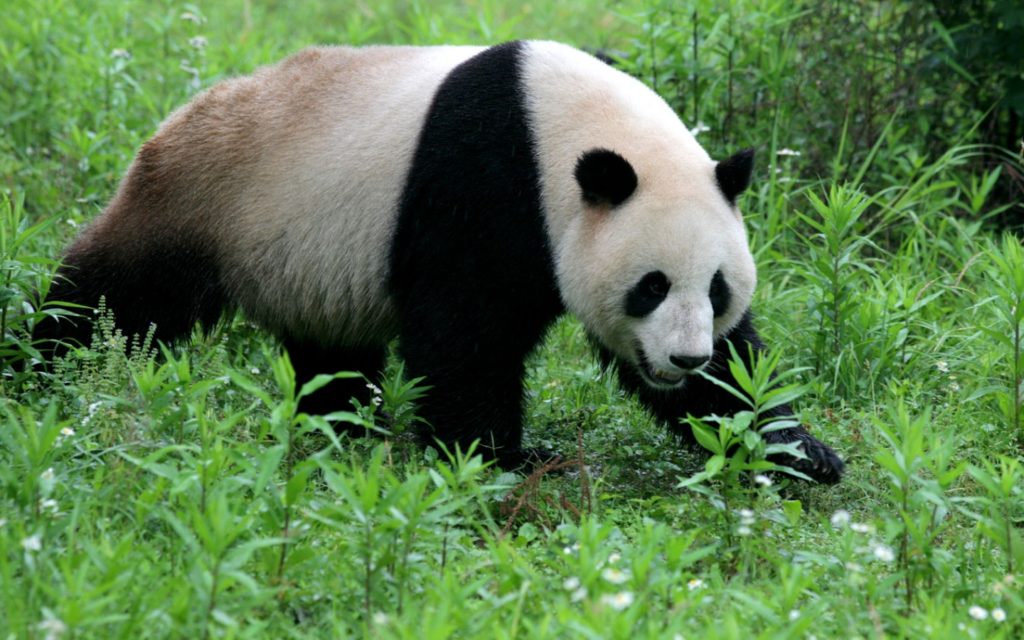 Pandabär - JUNIOR Schweiz