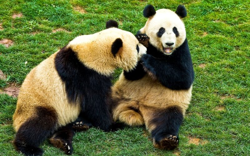 Pandabär JUNIOR Schweiz