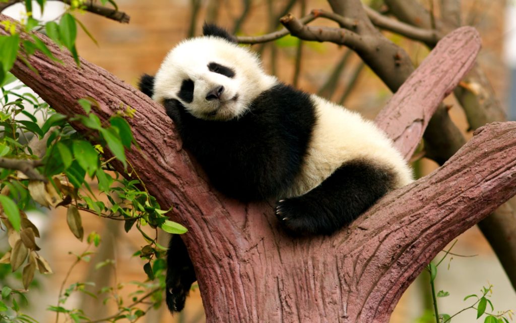 Pandabär JUNIOR Schweiz