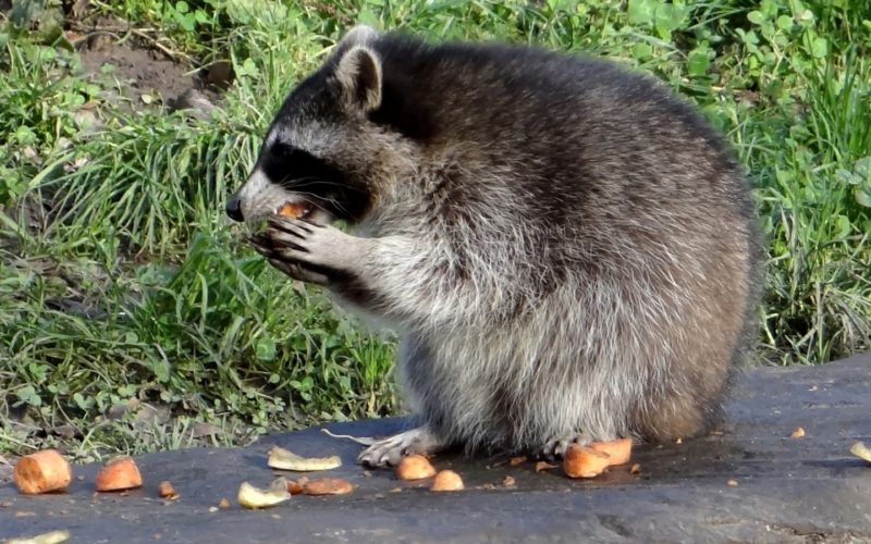 Waschbär JUNIOR Schweiz