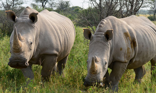 Nashorn - JUNIOR Schweiz
