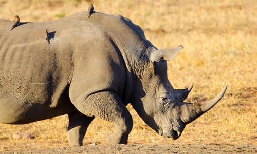 Nashorn - JUNIOR Schweiz